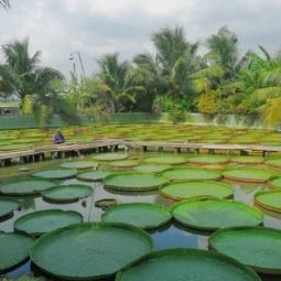 CẦN THƠ – ĐỒNG THÁP – LÀNG HOA SAĐÉC 2N1Đ